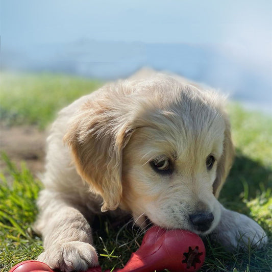 Dog Bite Resistant Rubber Toys